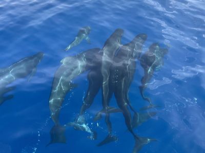 Delfine Grundwale Familie Meer