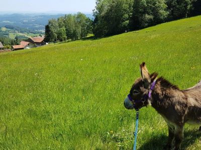 Eselwandern Bayerischer Wald Entschleunigung