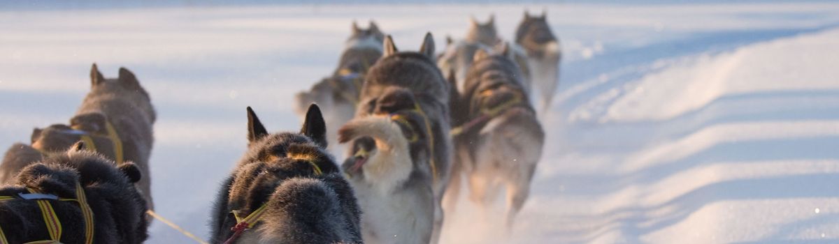 jokkmokk Hundeschlitten lappland schweden urlaub reise
