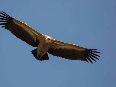 Artenvielfalt Natur Katalonien Adler