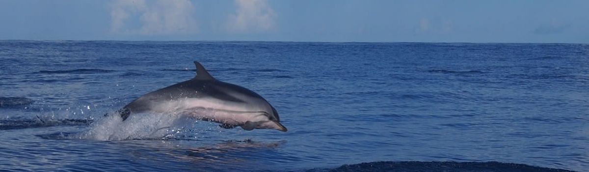 Delphinbeobachtung Azoren Portugal fr Familienurlaub