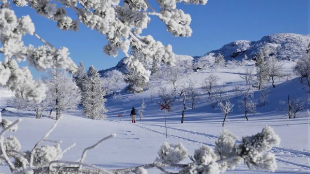 Schweden Idre Winterurlaub Aktivcamp Wintersport Huskytouren Langlauf