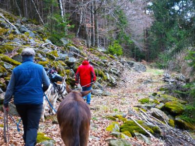 Wandern im bayerischen Wald mit Eseln Familie