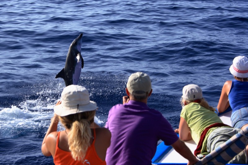Kanaren-Familienurlaub: Wale und Delfine beobachten