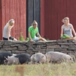 Ein gutes Miteinander von Mensch, Tier und Umwelt - Urlaub auf der Insel Öland/Schweden