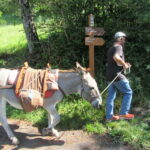 Eselwandern im Nationalpark Mercantour