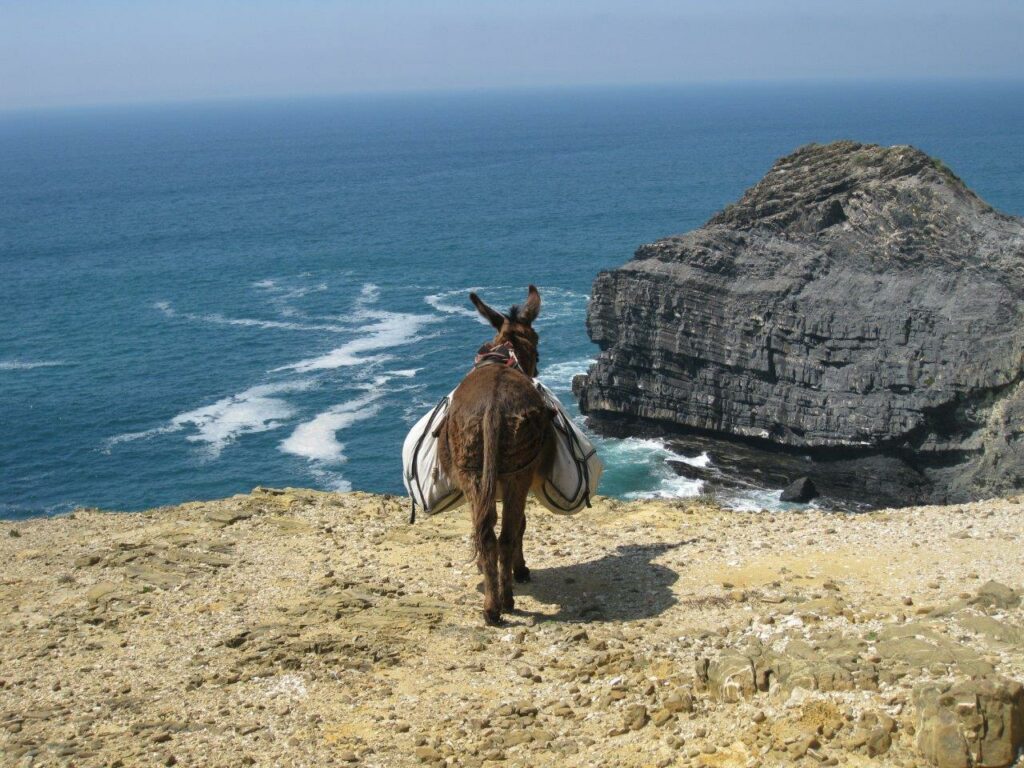 selwandern-Algarve-Portugal-Esel-an-Kueste