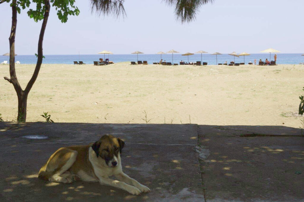 Hund am Strand von Cirali, Türkei