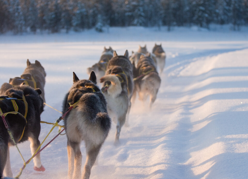 benteuer-natur-weg-Hundeschlitten-lappland-schweden