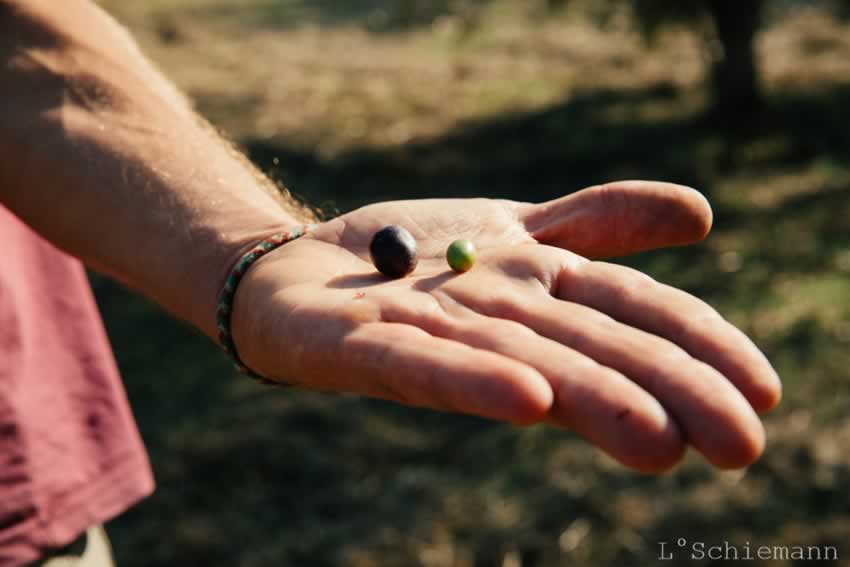 hand-mit-oliven