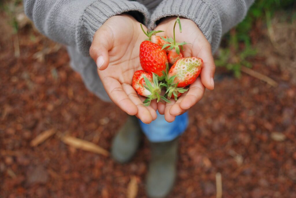 Hand-Frische Erdbeeren