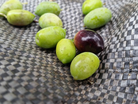 Oliven sind gesund