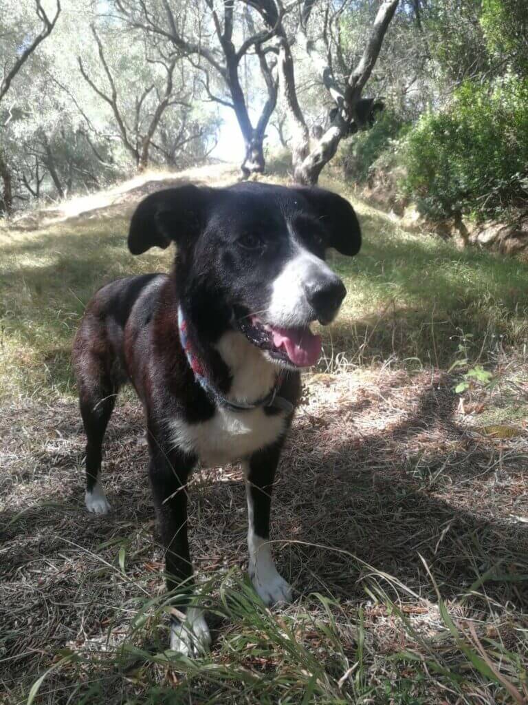 Border Collie Huendin Bella im Olivenhain auf Korfu