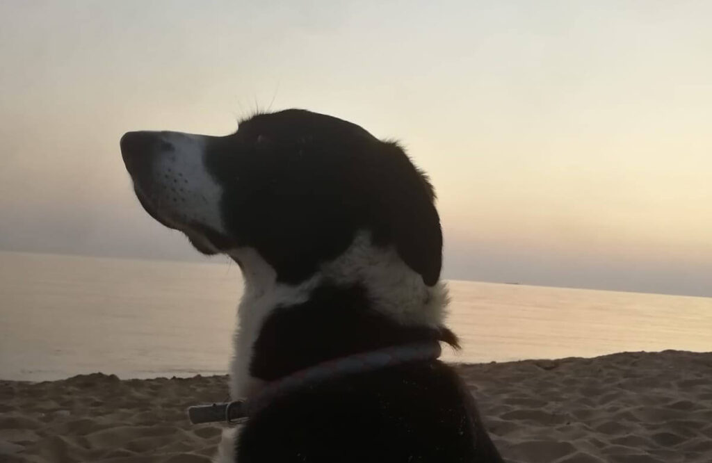 uendin Bella zum Sonnenuntergang am Strand von Marathias