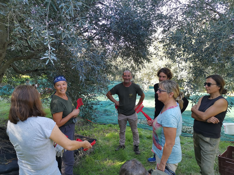 Reise zur Olivenernte auf Korfu