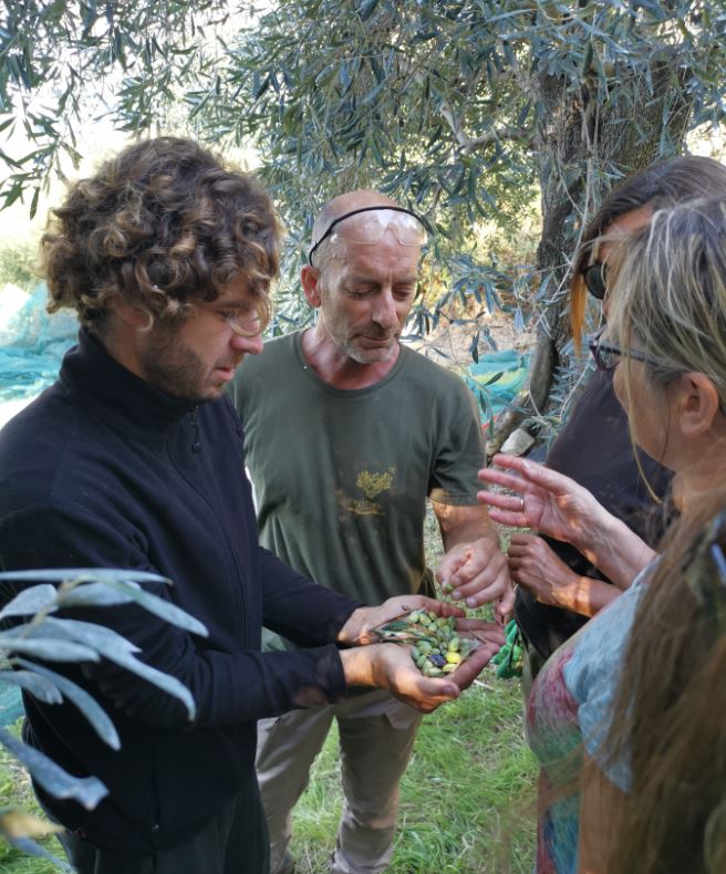 Olivenernte auf Korfu