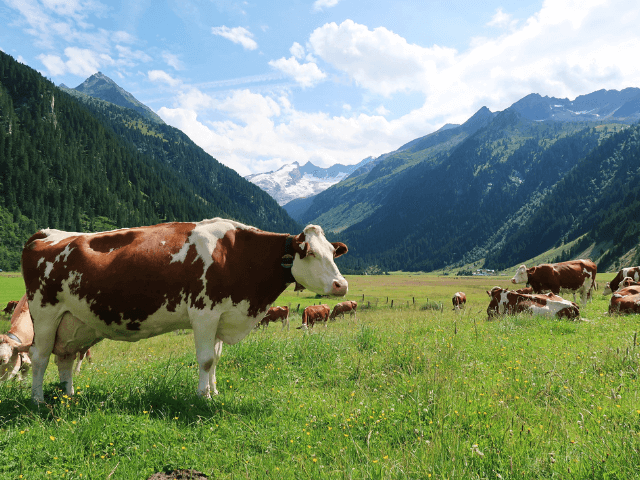 Kuh vor Alpen