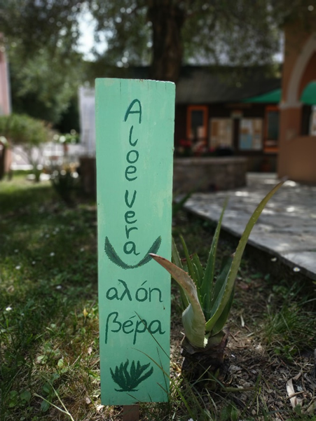 Aloe Vera selbst herstellen, das kann man im Honigtal
