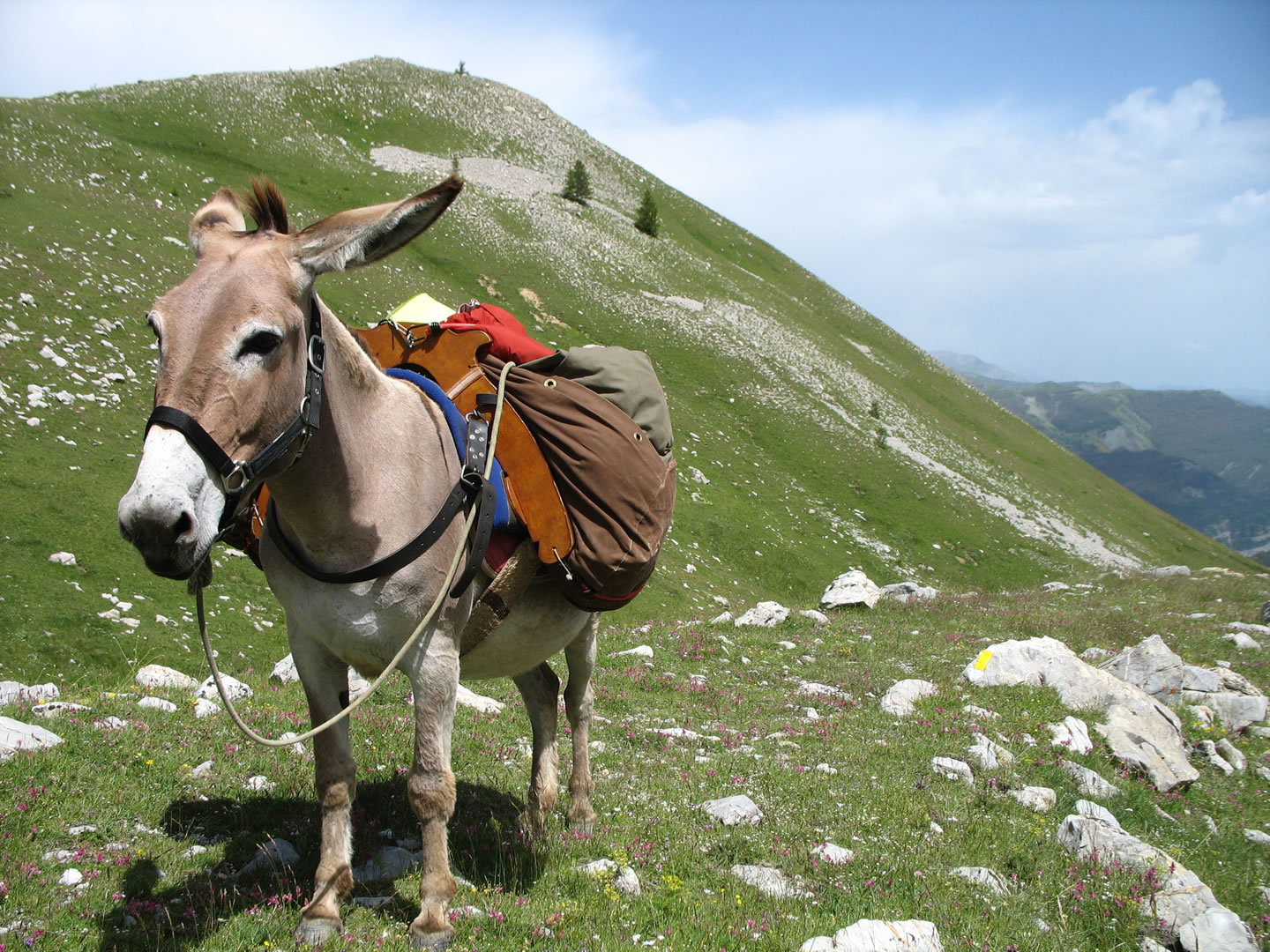 Eselwandern Eseltrekking In Frankreich Buchen ReNatour