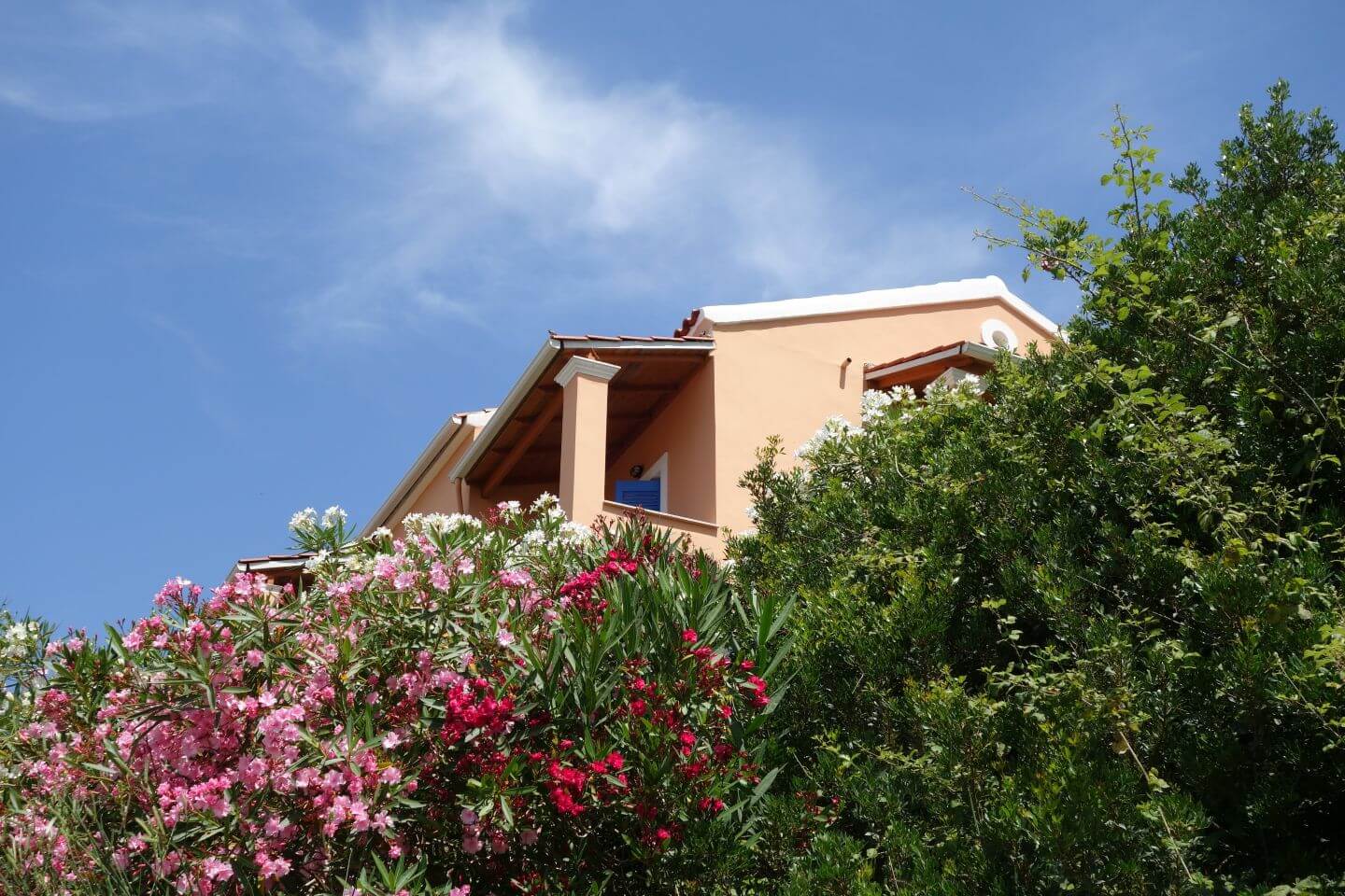 Pflanzen an der Villa KaliMeera