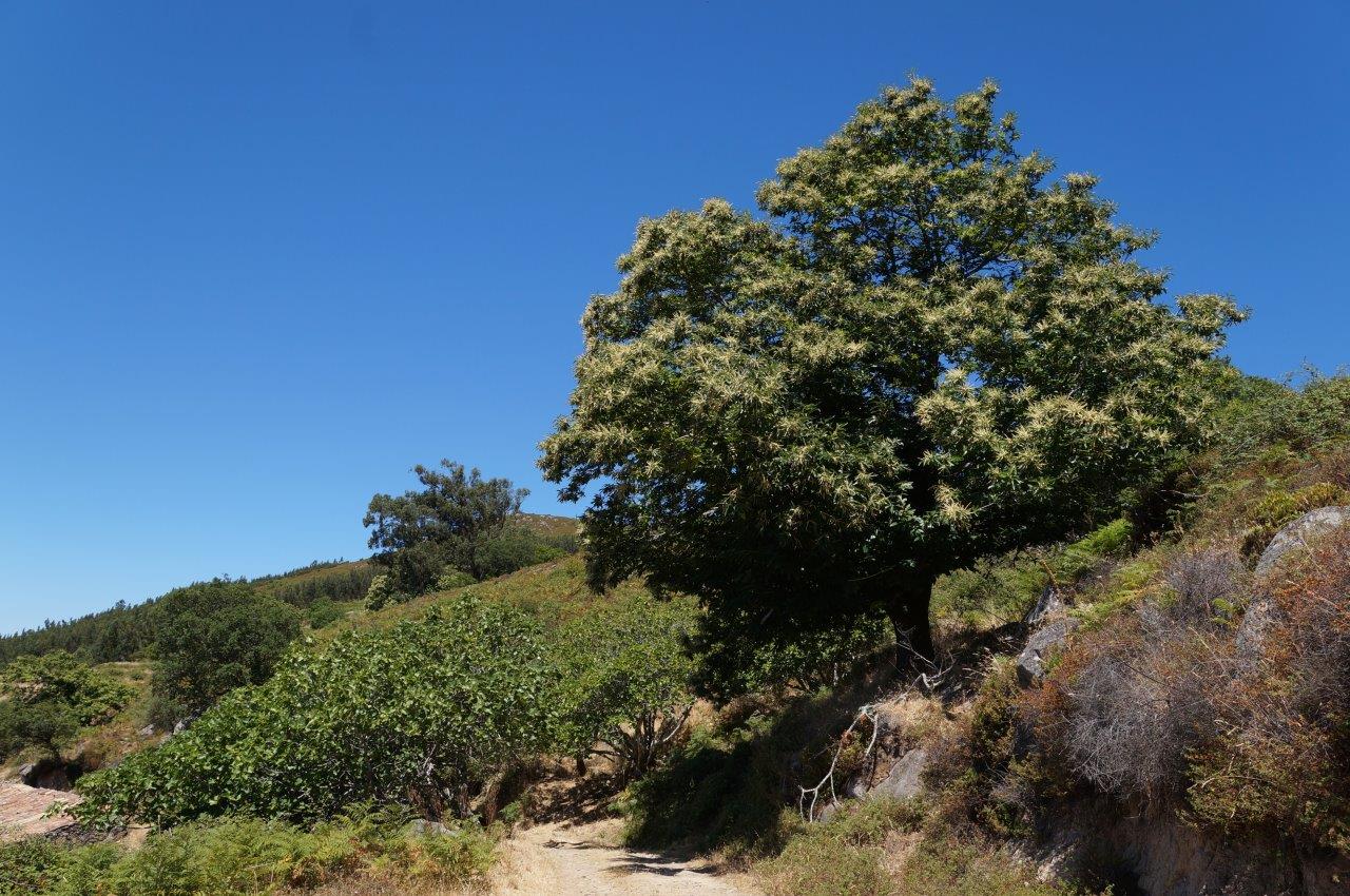 Wandern an der Algarve, Monchique Portugal | ReNatour
