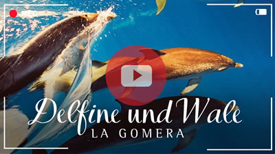 Video zur Delfin- und Walbeobachtungswoche auf La Gomera