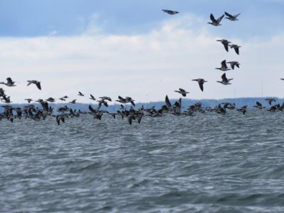 Naturerlebnis Ostsee Urlaub am Meer