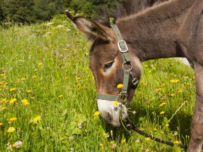 Wandern im bayerischen Wald mit Eseln Familie