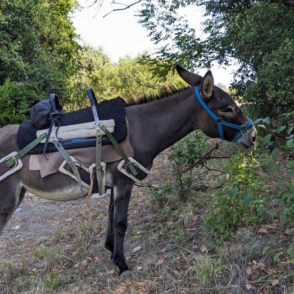 Eselwandern in der Toskana - Val di Cecina - Italien