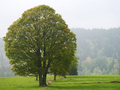 baum bayerischer wald deutschland eselwandern