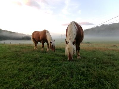 Morgendmmerung in den Vogesen Pferdewagenurlaub