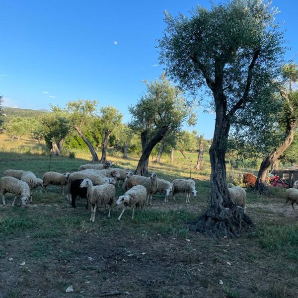 Bio-Agriturismo im Norden Korfus