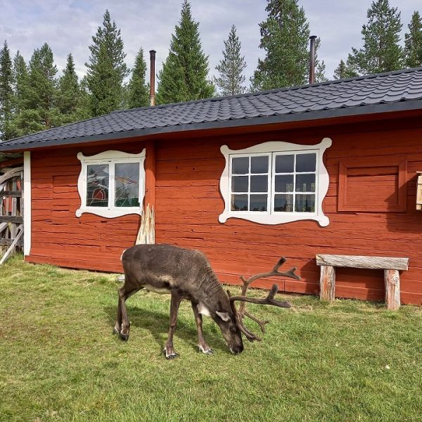 Sommerabenteuer am Polarkreis - Familienurlaub in Lappland