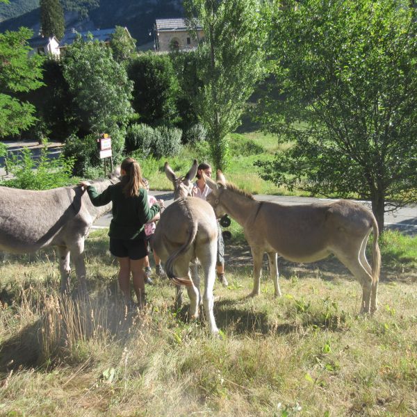 Eselwandern in Frankreich - Provence -  Sdalpen