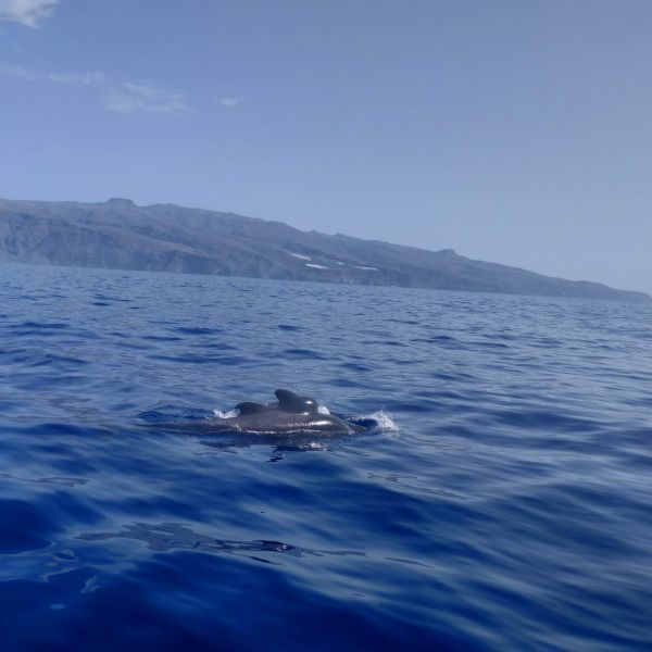 Delfin- und Walbeobachtungswoche (Whale Watching) auf La Gomera