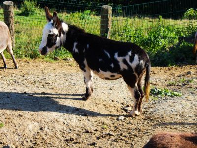 wander mit familie deutschland mit esel