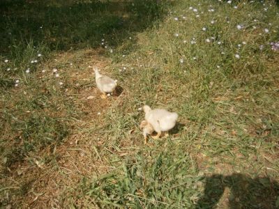 Bio-Bauernhof Agrotourismus Korfu Vraganiotika - Enten