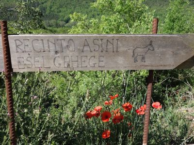 urlaub mit eseln in italien 