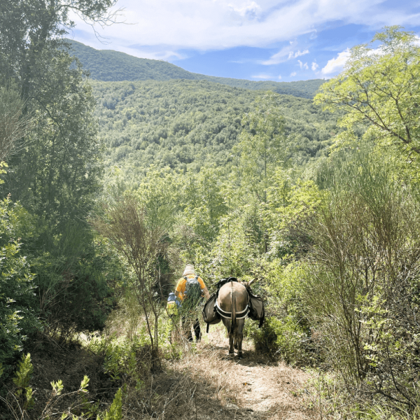 Eselwandern in der Toskana - Val di Cecina - Italien