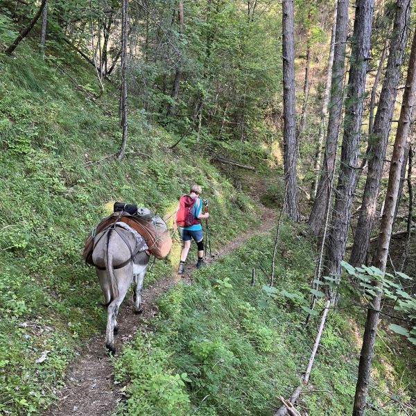 Eselwandern in Frankreich - Provence -  Sdalpen
