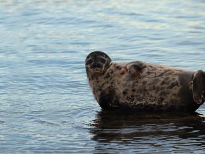 Robbenbänke Ostsee Urlaub mit Tieren Familienreisen 