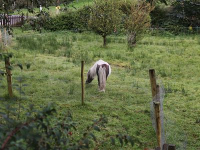 Das Pony lebt ebenfalls im Garten der Pension.