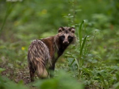 Marderhund Estland Brenhtte Familie Kinder