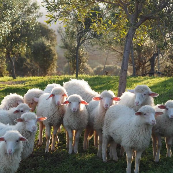 Agriturismo auf Sardinien - Urlaub zwischen Bergen und Meer