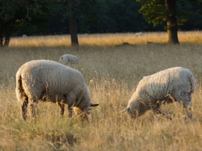 Familienurlaub: Schafe auf dem Bauernhof auf Öland-Schweden