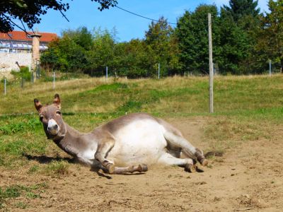 Esel im Sand wlzen wandern Urlaub mit Tieren