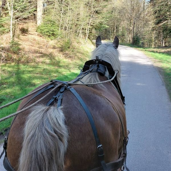 Planwagen-Urlaub in den Vogesen - Frankreich