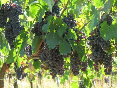 Bio Weingut in der Toskana