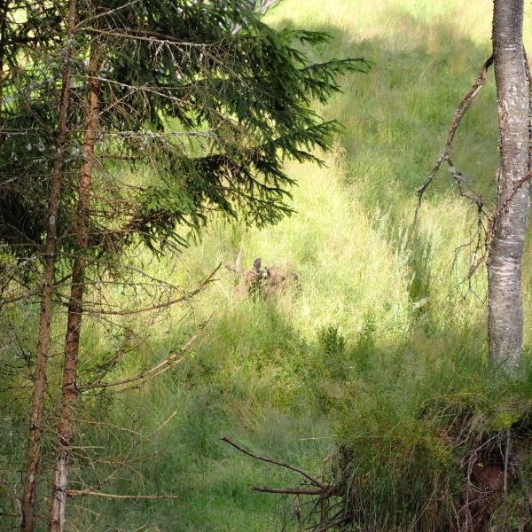 Familienurlaub im Baltikum: Mit Teenagern in Lettland und Estland