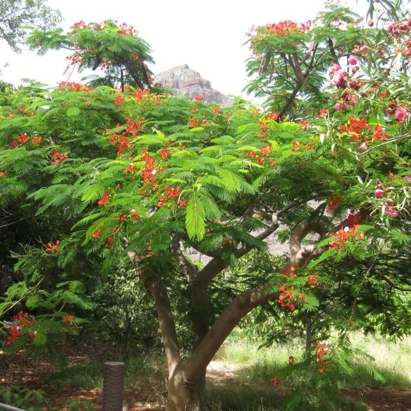 Finca El Cabrito - La Gomera (Kanaren)